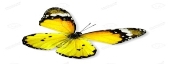 Картинки по запросу метелик жовтий